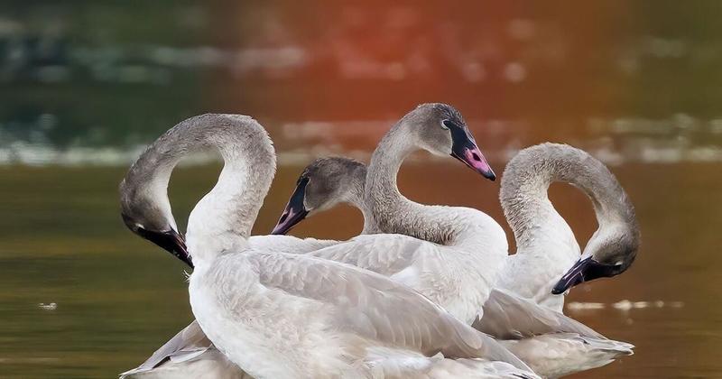 Swans, grebe, heron and a little rain make for a good autumn day