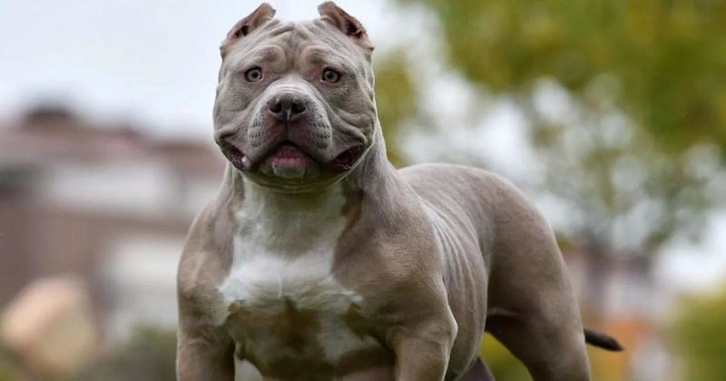 XL Bully owner claims she was asleep when dog ran amok XL Bully owner claims she was asleep when dog ran amok