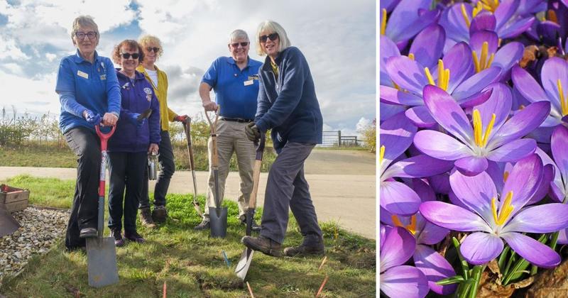 Thousands of purple crocuses planted to highlight global effort to eradicate polio