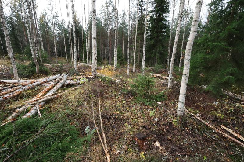 Politiikka | Lukijalta: Ilmastopaneeli haluaa metsänomistajat ilmastopolitiikan maksajiksi Politiikka | Lukijalta: Ilmastopaneeli haluaa metsänomistajat ilmastopolitiikan maksajiksi