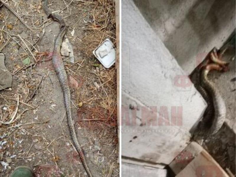 Като във филм по Стивън Кинг: Змии излизат от тоалетните чинии в село в Бургаска област
