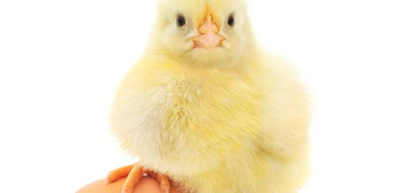 A idade do infinito: sobre uma menina e seu desejo de ter uma filha