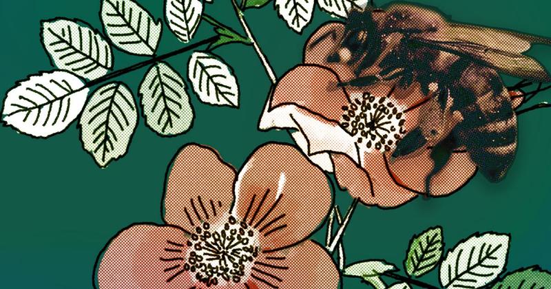 It’s not just about carbon: Why restoring nature is key to our survival