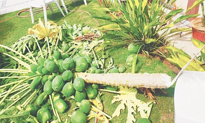 GARDENING: ‘WHY DID MY PAPAYA TREE FALL?’ GARDENING: ‘WHY DID MY PAPAYA TREE FALL?’