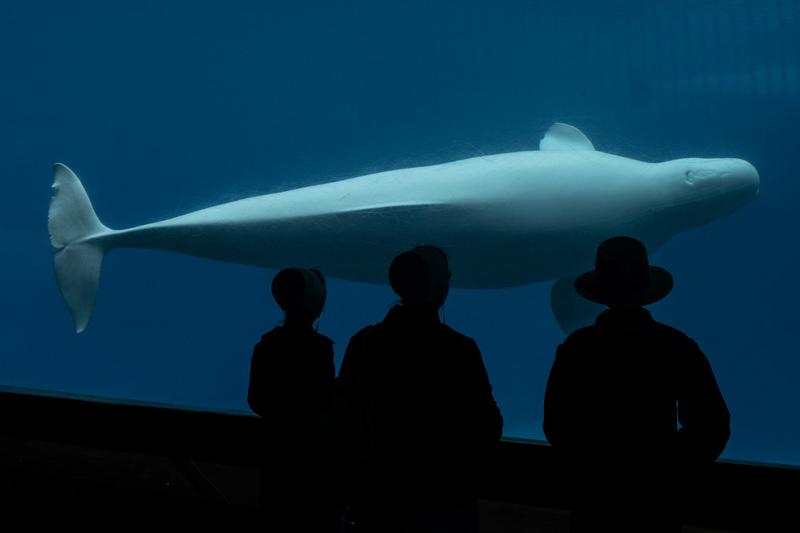 The fate of Marineland’s belugas expose the ethical cracks in Canadian animal law