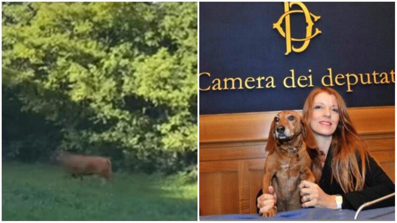 Il toro in fuga? È una mucca. E non verrà abbattuta grazie all’onorevole Michela Brambilla