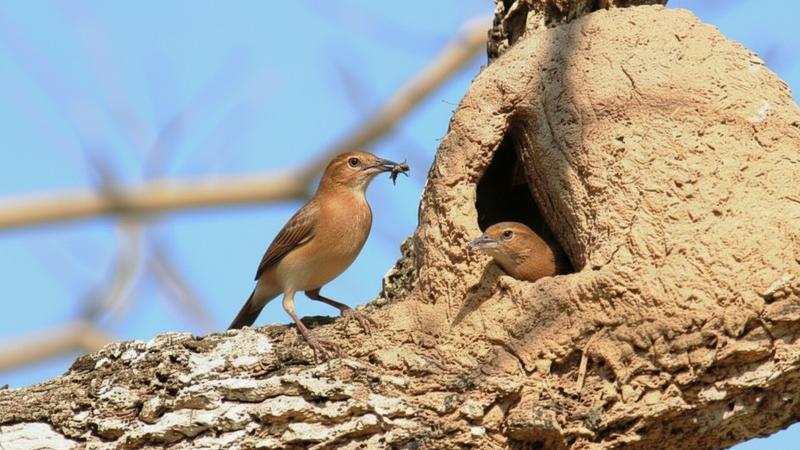 O joão-de-barro ensina mais sobre família e paternidade do que qualquer influenciador