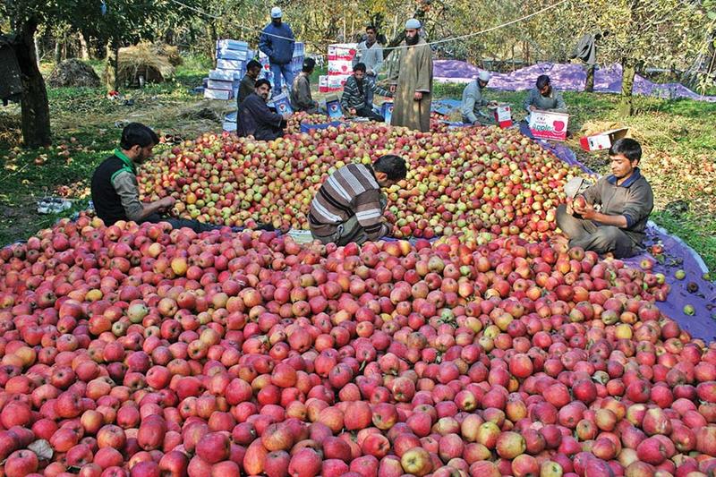 Apple Growers in J&K to Get crop insurance cover soon: Govt