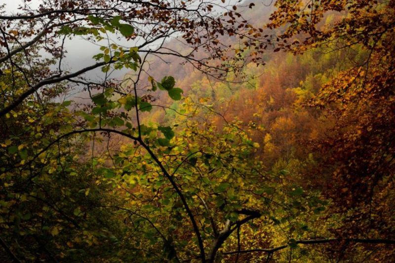 Il picco del foliage a Bologna e dintorni, la magia dei colori d’autunno: dove puoi andare
