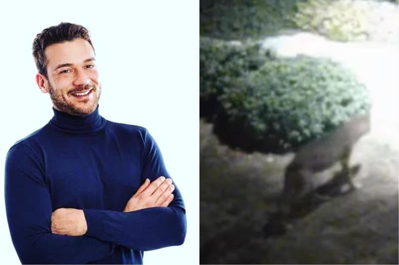 Allarme lupi nel Riminese, allevamento attaccato 3 volte in una settimana. “Abbiamo paura d’uscire”