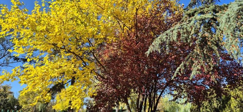 Albert Camus ve Renkli Ankara! Albert Camus ve Renkli Ankara!