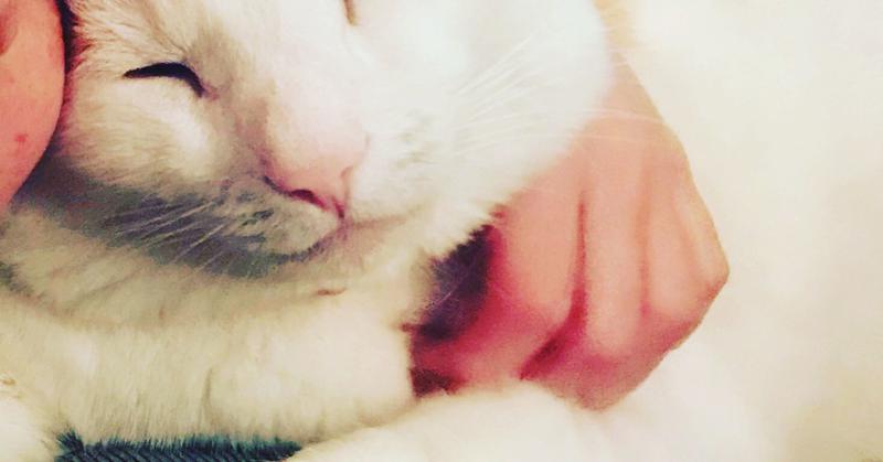 I Am Sober, and I’m the Crazy Cat Lady