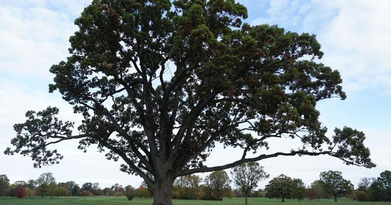 Elizabeth Licata: If only Buffalo's oldest residents – two venerable trees – could talk Elizabeth Licata: If only Buffalo's oldest residents – two venerable trees – could talk