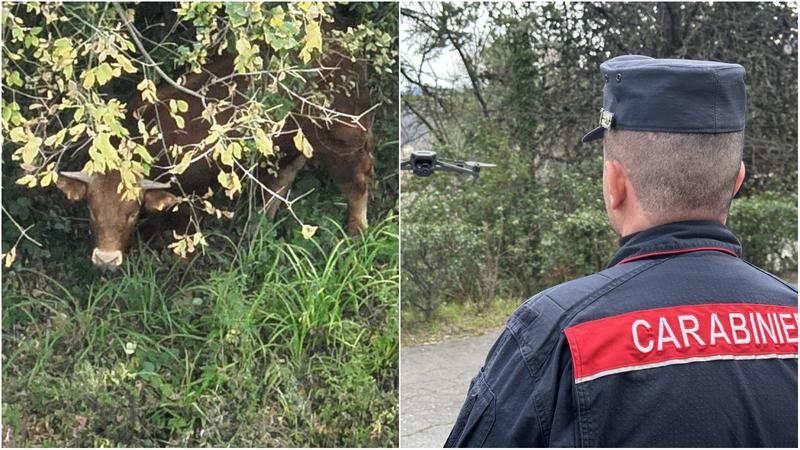 Bovino scappa dal macello e si avvicina alla superstrada: trovato con drone termico