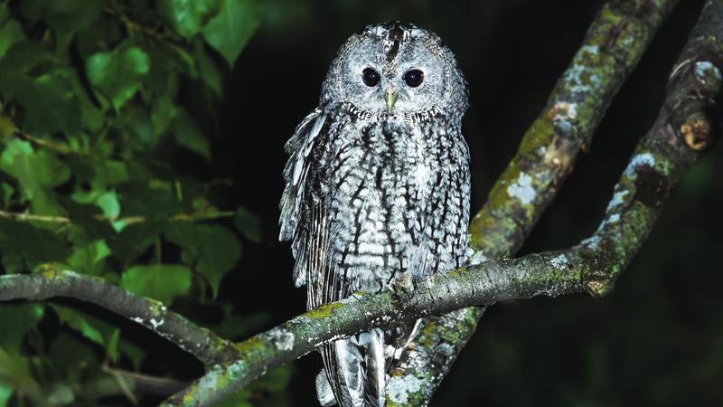 'കാലന്‍ കോഴികള്‍ മരണത്തെ വിളിച്ചുവരുത്തുന്നതാണ്; ആ മൂളലിന് പൂ...വാം...പൂ...വാം... എന്നാണ് അര്‍ത്ഥം!'