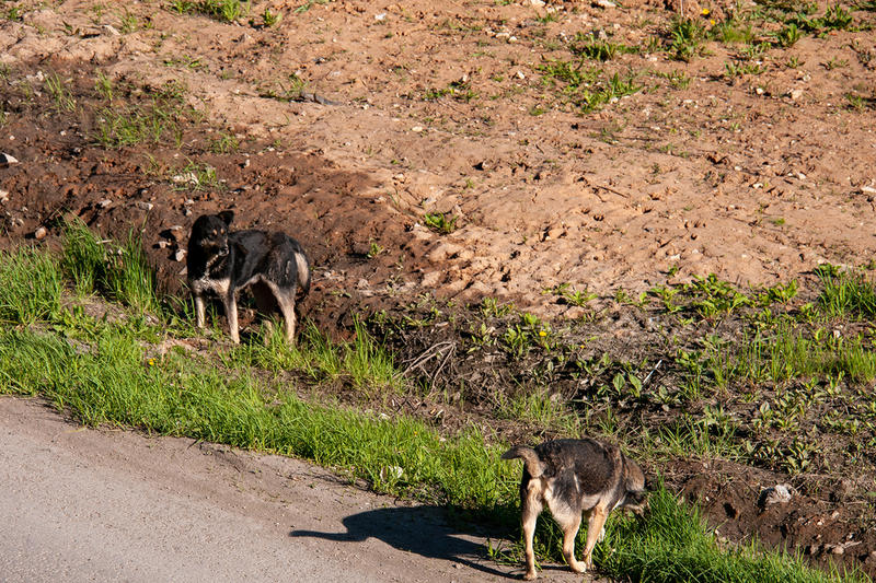 «Приходите на похороны, расскажите про стерилизацию»: мать разорванного собаками мальчика позвала зоозащитников на прощание с сыном