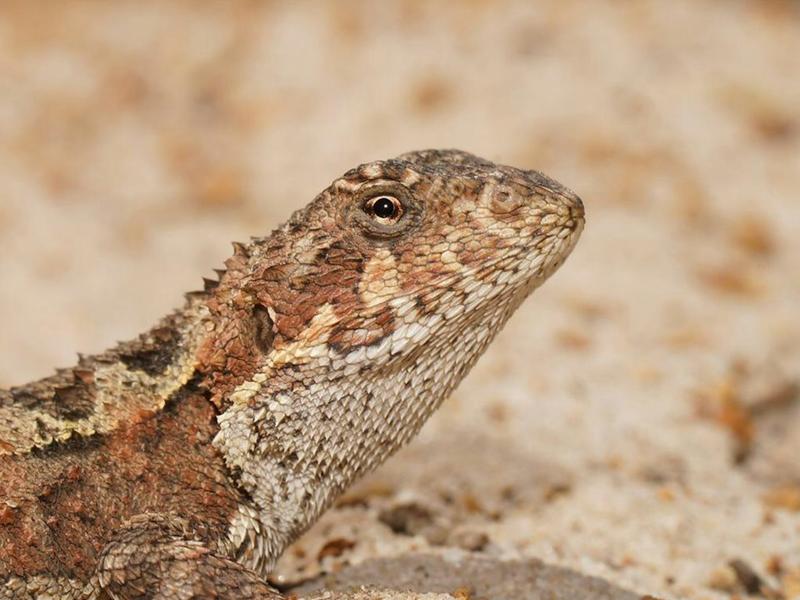 Rare reptiles are moving up mountains as the world warms. They can’t keep doing it forever