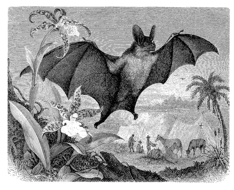 Let’s celebrate nature’s spookiest and freakiest animals this Halloween Let’s celebrate nature’s spookiest and freakiest animals this Halloween