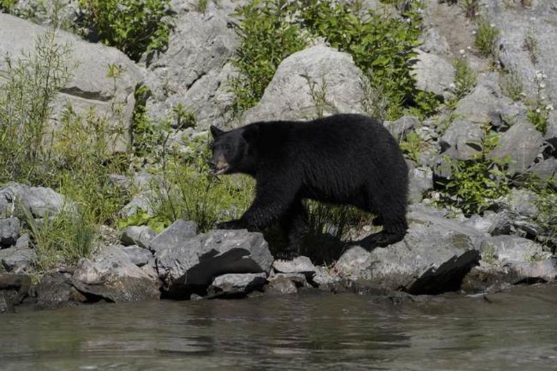 Wildlife Services Is a Prime Target for Trump’s Shutdown Layoffs