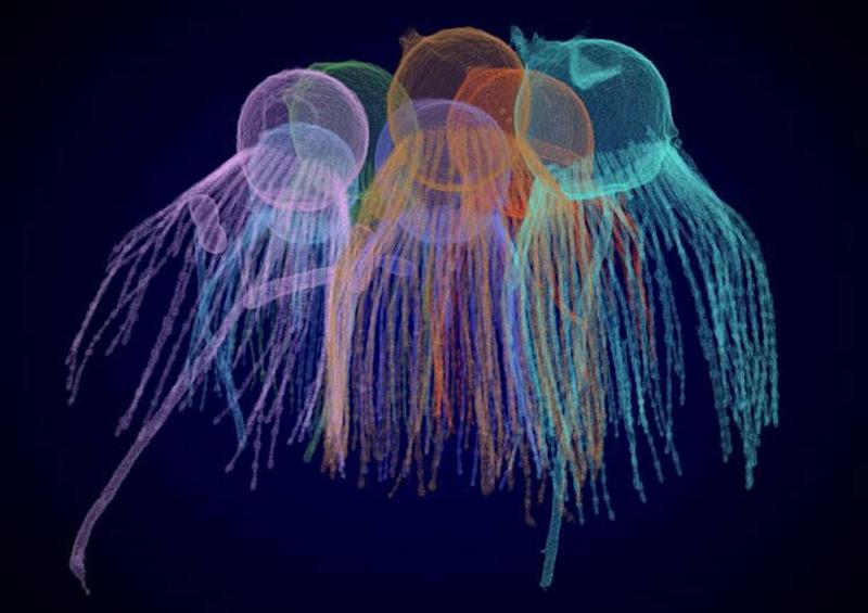 How the first animals evolved – a new clue from a tiny relative How the first animals evolved – a new clue from a tiny relative