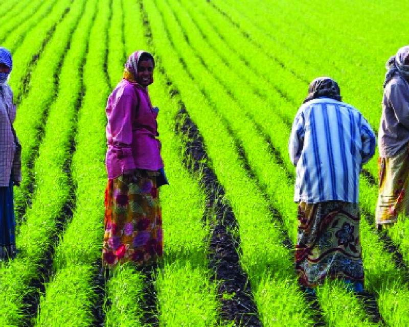 How consumer trust can make natural farming scalable and self-sustaining How consumer trust can make natural farming scalable and self-sustaining