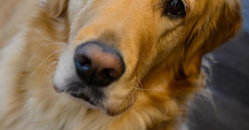 5 Traits of the Ideal Canine Companion