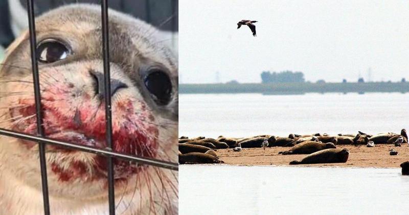 Outbreak of disease among Norfolk's seals 'could wipe them out'