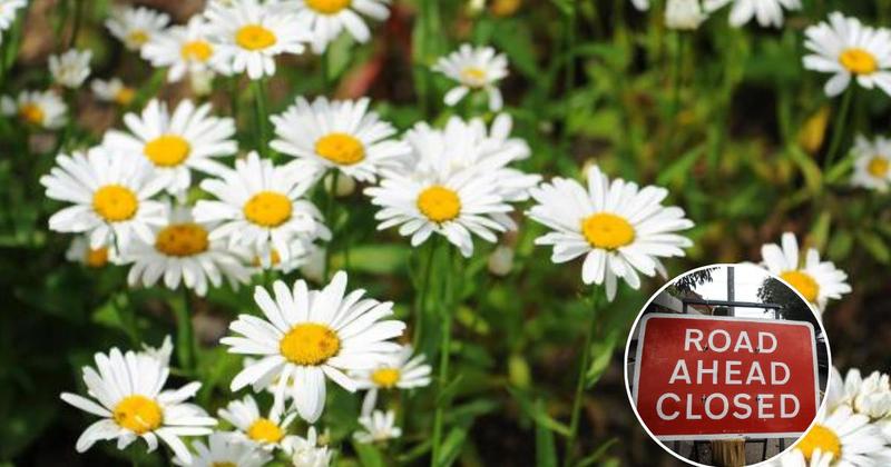 Garden centre still open to visitors during week-long road closure