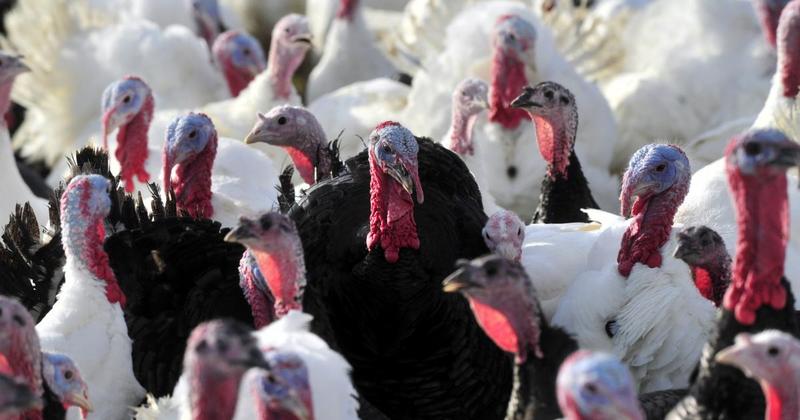Norfolk poultry farmers welcome government bird flu housing order