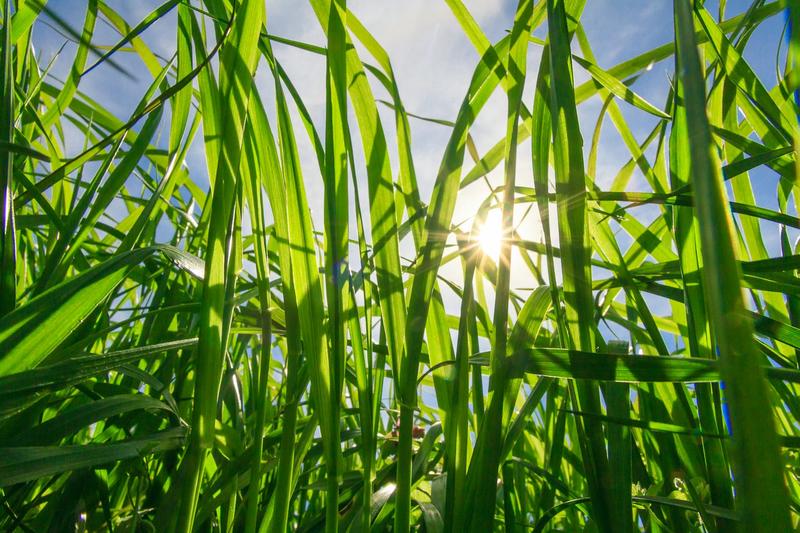 Engineering crops to photosynthesise better just got one step closer to reality