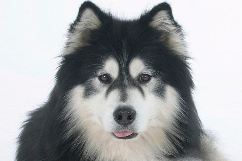 «Неизвестно, когда снесет крышу»: зоопсихологи рассказали, почему домашняя собака убила двухмесячного ребенка