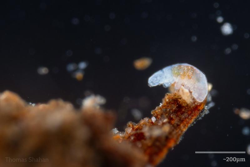 Water bears survive cosmic radiation with one DNA-protecting protein – learning how could boost human resilience, too