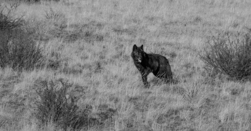 The Reality of Living With Wolves, Bears and Mountain Lions