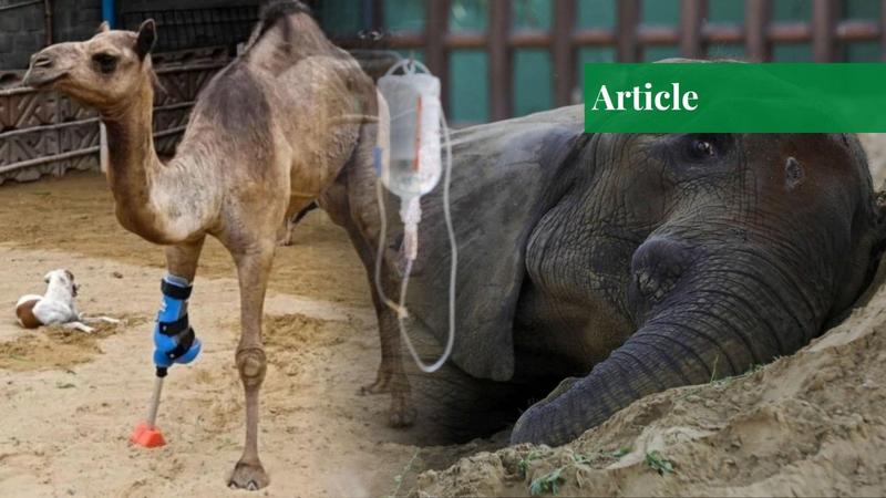 Cruelty Ignored: Animal Suffering and Abuse in Pakistan Cruelty Ignored: Animal Suffering and Abuse in Pakistan