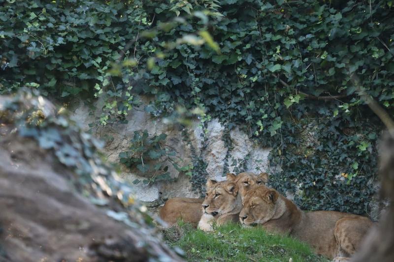 Alle Cornelle sbarcano tre leonesse berbere: obiettivo salvare la specie estinta in natura
