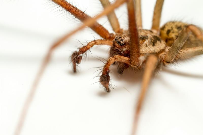 What do spiders really get up to on Halloween? What do spiders really get up to on Halloween?