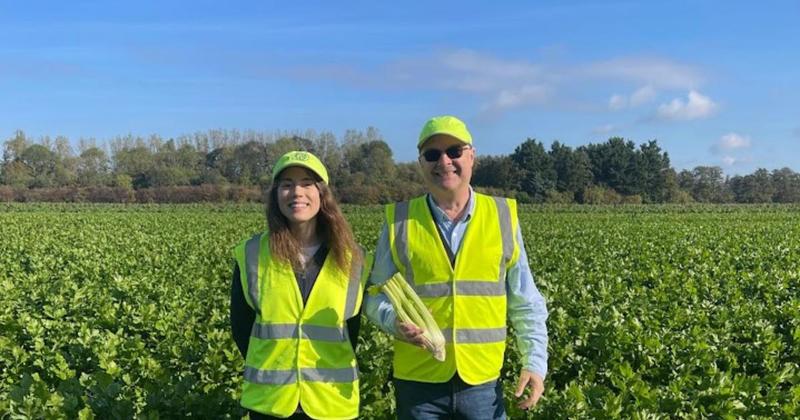 Supermarket to sell 'Fenland Celery' in Norfolk, Suffolk and Cambridgeshire