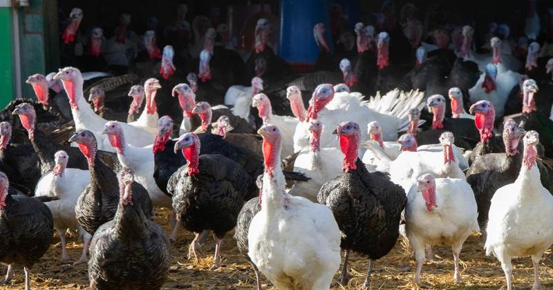 Second case of bird flu found in large poultry unit in Suffolk