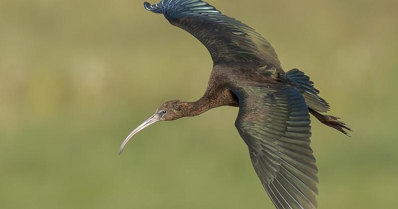Bird that is a rare visitor to the UK pictured at nature reserve