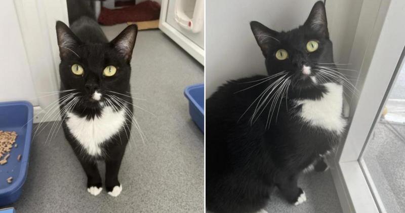 'Confident' cat with a 'big personality' still up for adoption after 120 days 'Confident' cat with a 'big personality' still up for adoption after 120 days