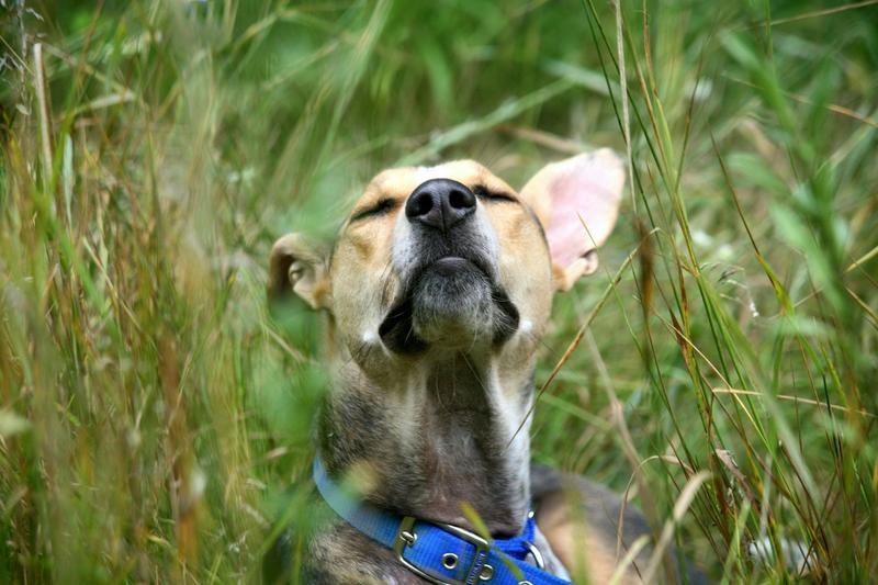 6 ways to give your dog a richer life, from ‘sniffaris’ to sensory gardens 6 ways to give your dog a richer life, from ‘sniffaris’ to sensory gardens