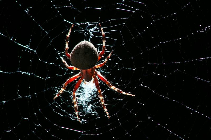 Spiders inspired biologists to create artificial webs to capture airborne DNA for biodiversity monitoring Spiders inspired biologists to create artificial webs to capture airborne DNA for biodiversity monitoring