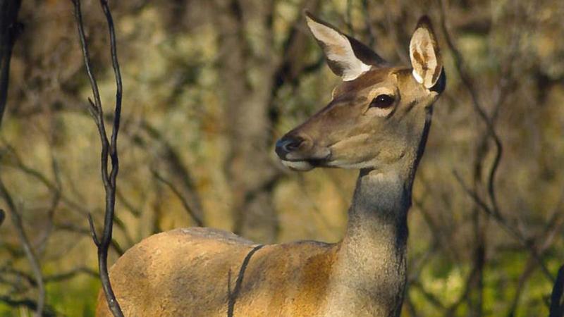 Grandes animales atropellados y su aprovechamiento