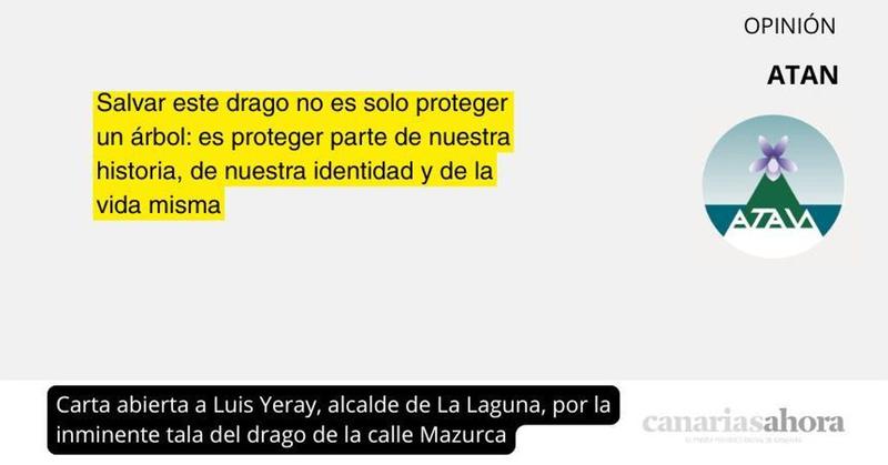 Carta abierta a Luis Yeray, alcalde de La Laguna, por la inminente tala del drago de la calle Mazurca