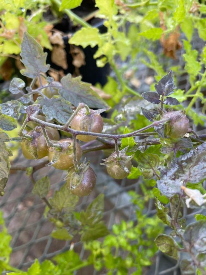 Alle Galapagos i pomodori sfidano Darwin: lo strano caso di evoluzione inversa Alle Galapagos i pomodori sfidano Darwin: lo strano caso di evoluzione inversa