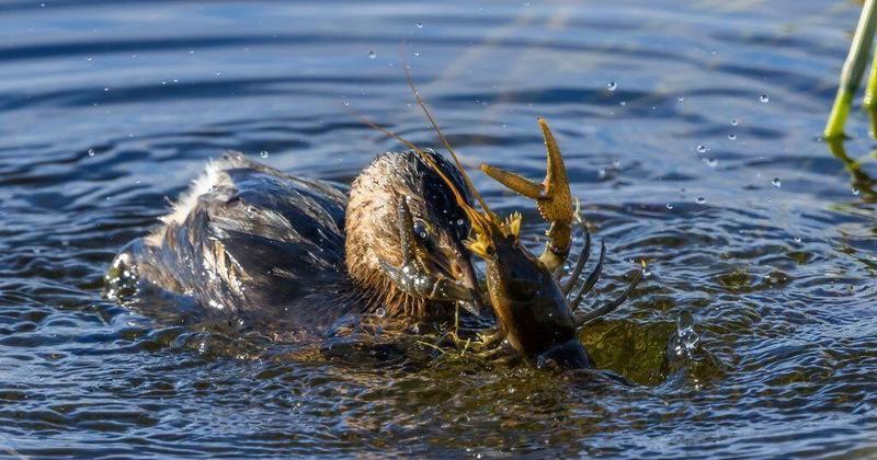 An epic battle: Pied-billed grebe takes on hefty crayfish