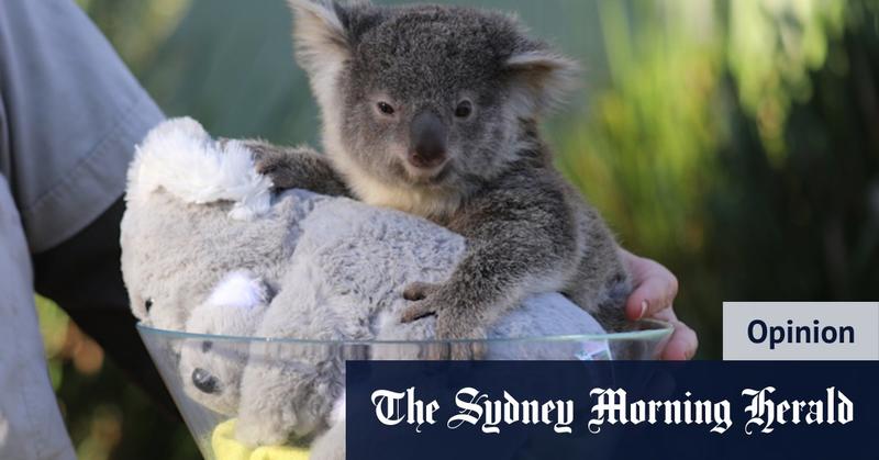 Our law to ‘save’ nature is a rubber stamp for species extinction Our law to ‘save’ nature is a rubber stamp for species extinction