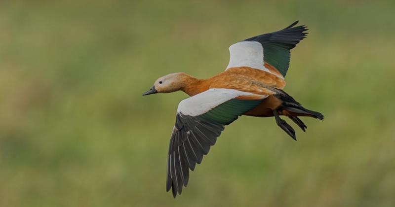 Rare visitor to the UK pictured at nature reserve
