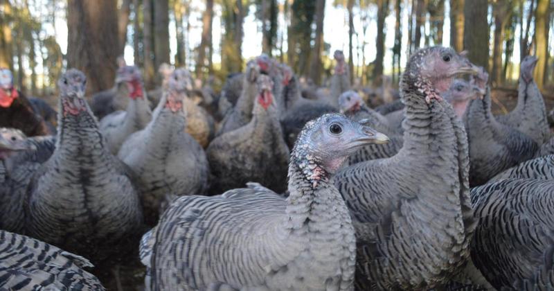 Thousands of Christmas turkeys culled at Suffolk farm after bird flu outbreak