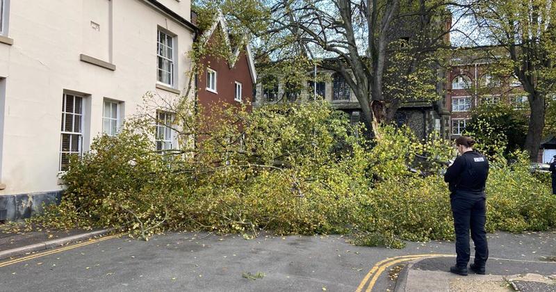 City folk describe 'weird experience' after tree falls near city centre